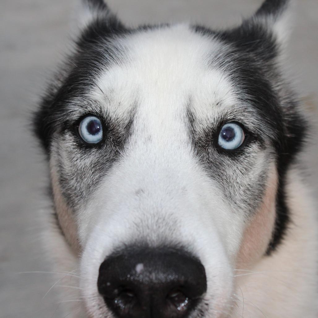 Enlarge Boss, a Adoptable Husky in McPherson, KS image 2/4