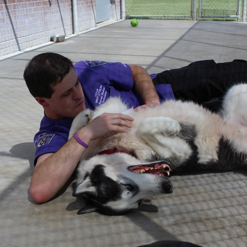 Enlarge Boss, a Adoptable Husky in McPherson, KS image 2/6