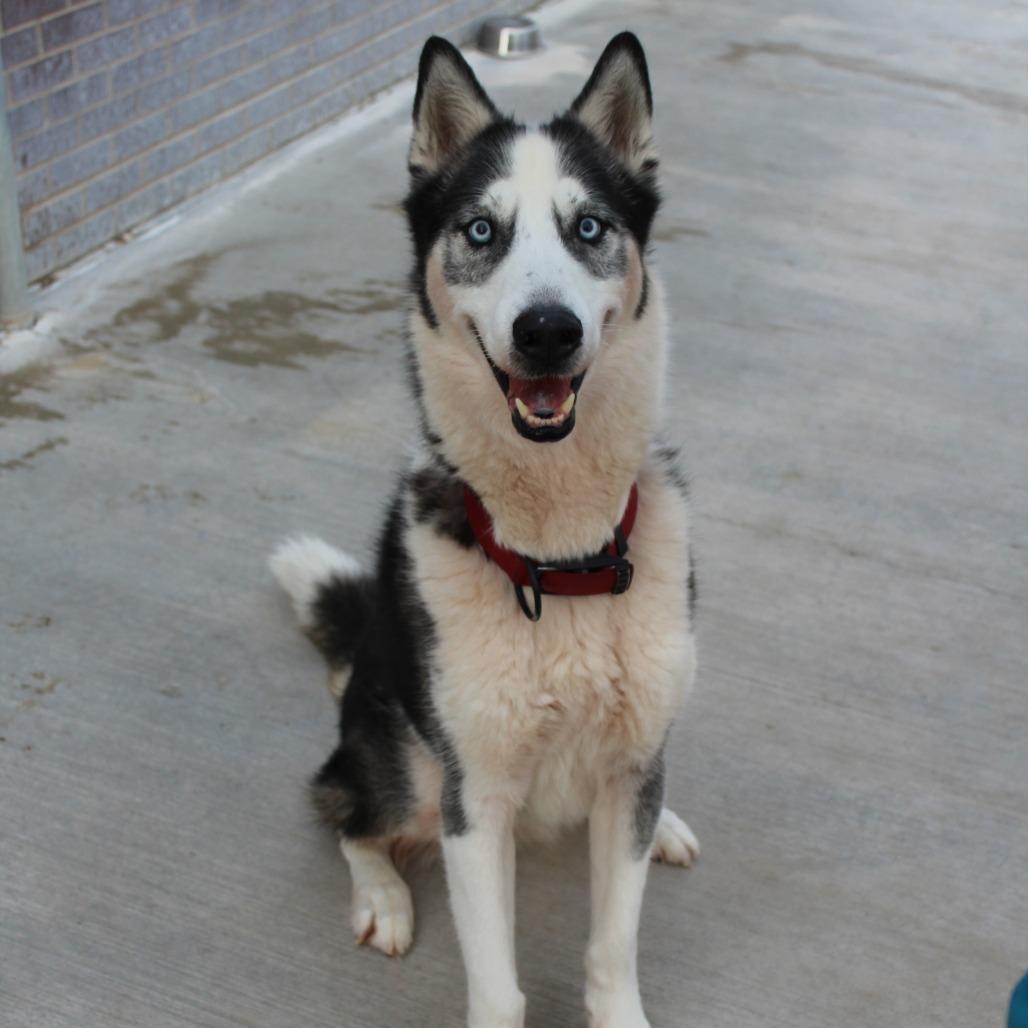 Enlarge Boss, a Adoptable Husky in McPherson, KS image 3/4