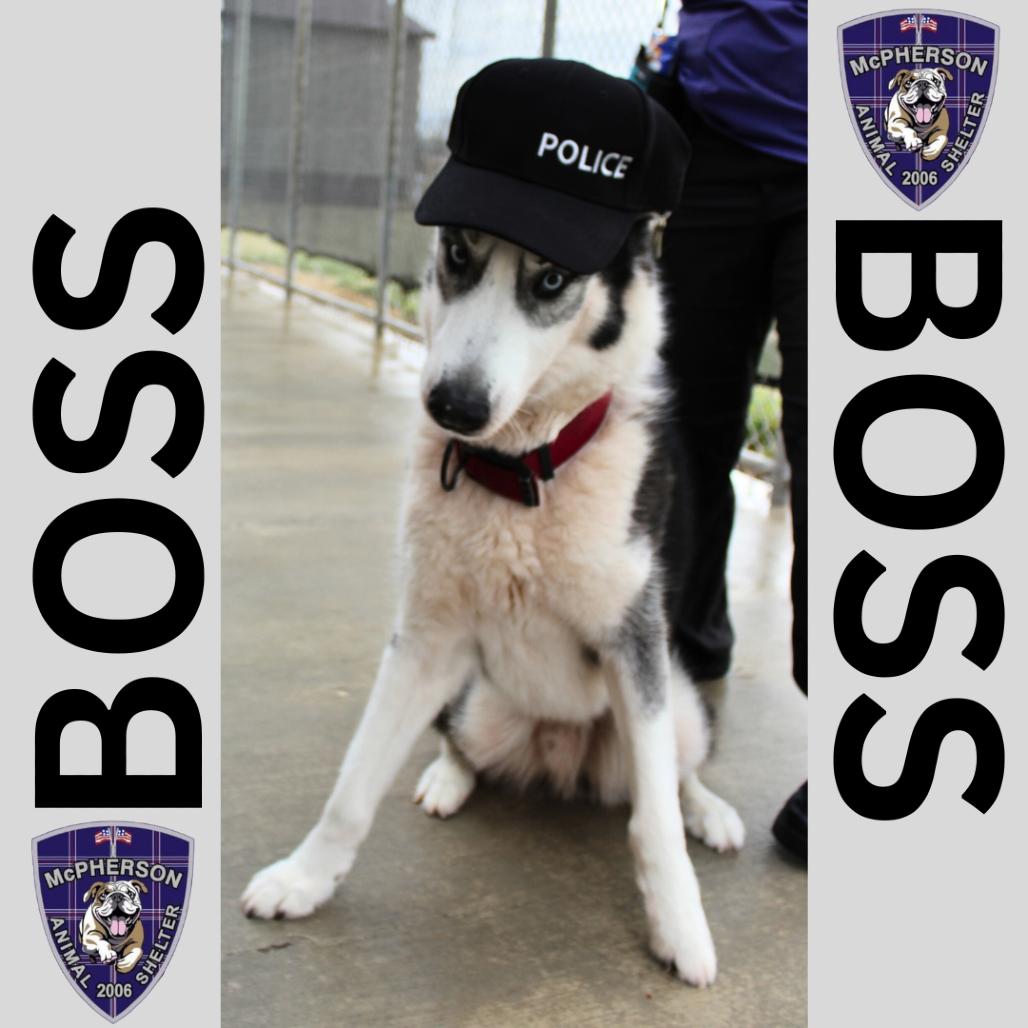 Enlarge Boss, a Adoptable Husky in McPherson, KS image 1/5