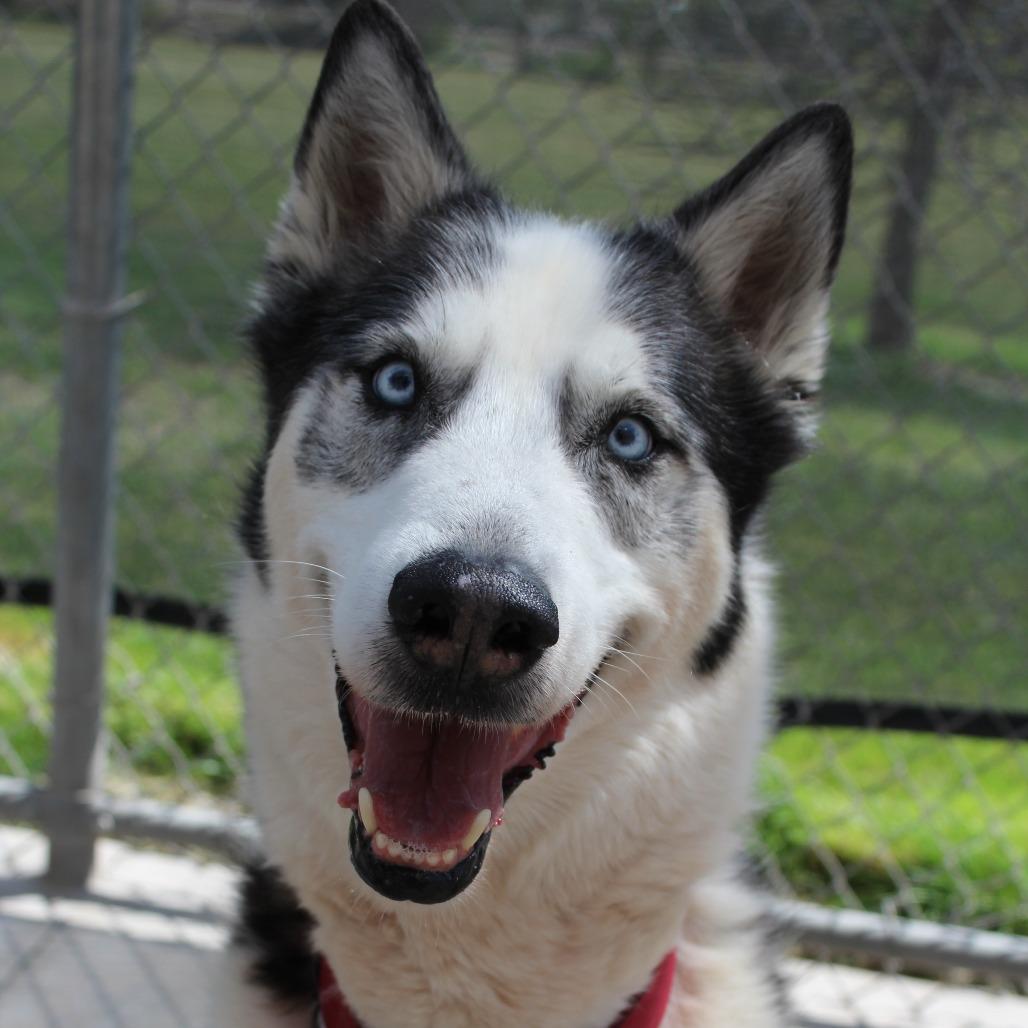 Boss, Adoptable, Senior Male Husky.