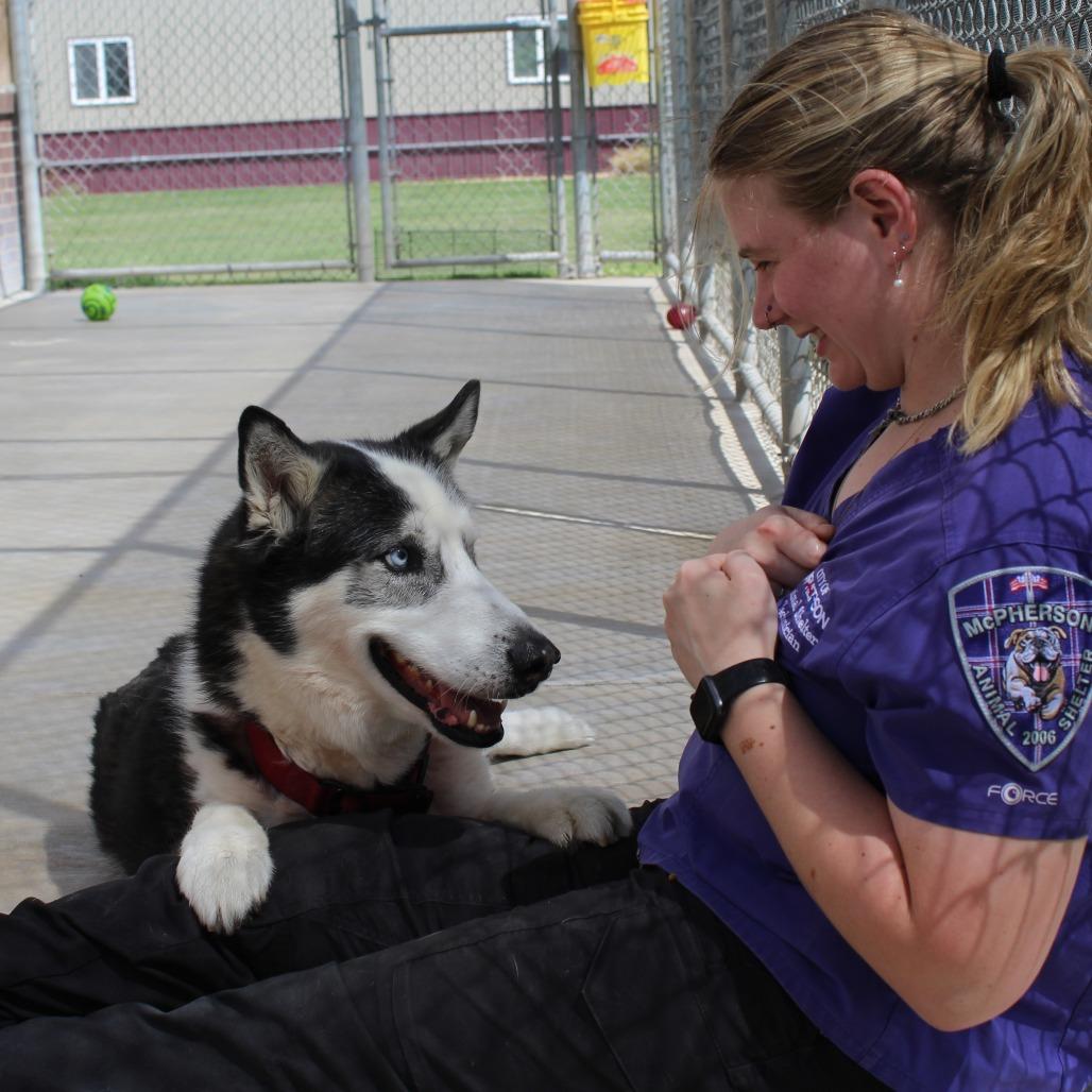 Enlarge Boss, a Adoptable Husky in McPherson, KS image 3/6
