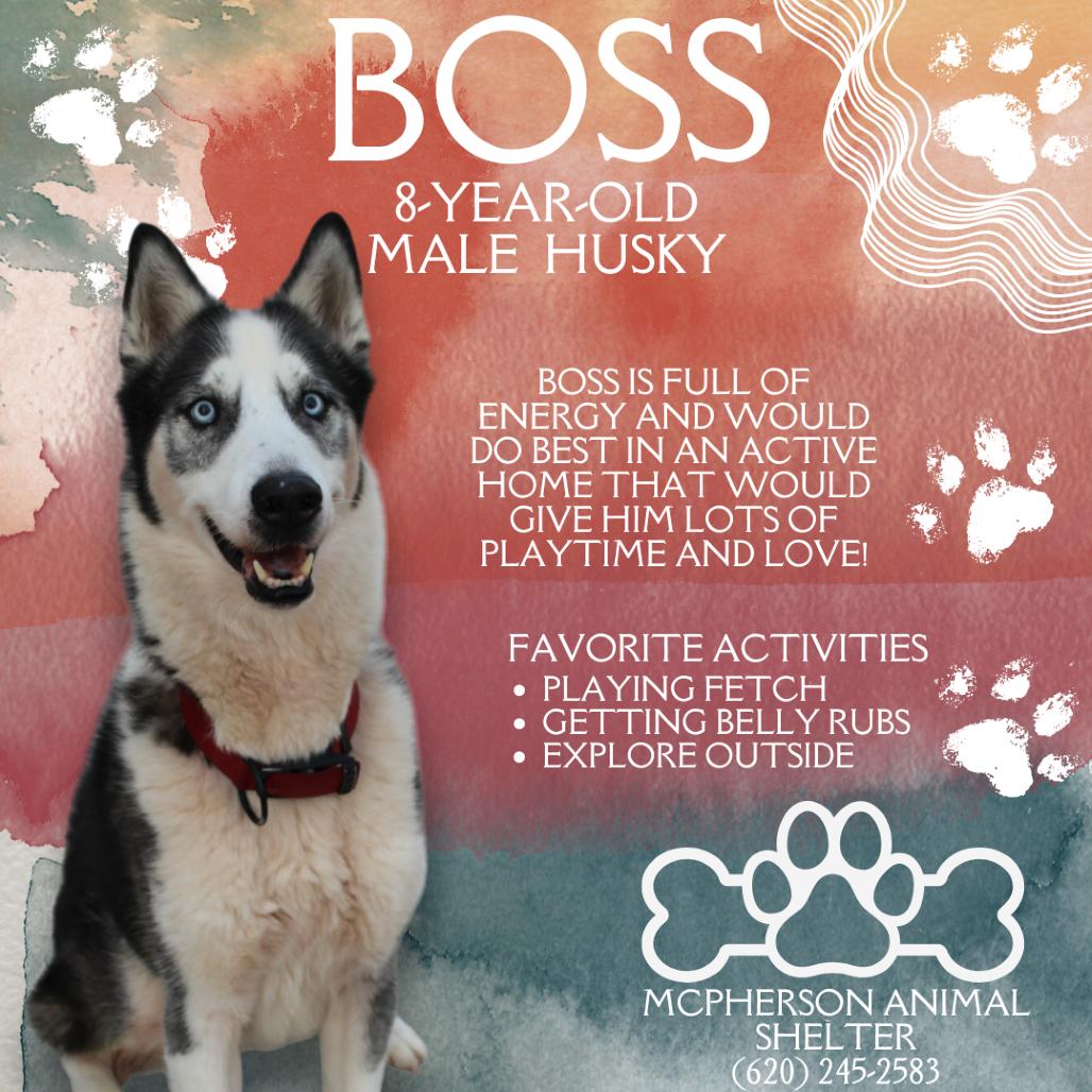 Boss, Adoptable, Senior Male Husky.