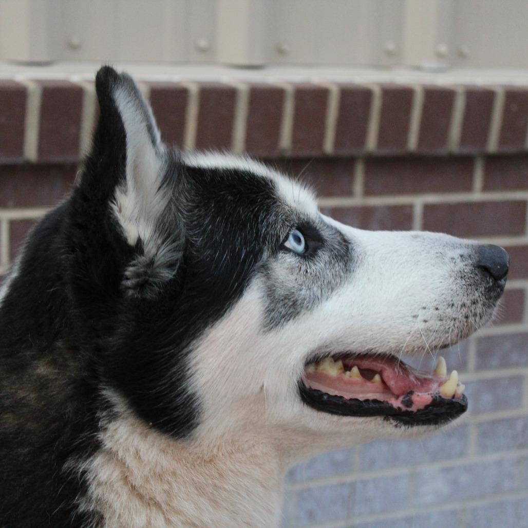 Enlarge Boss, a Adoptable Husky in McPherson, KS image 4/4
