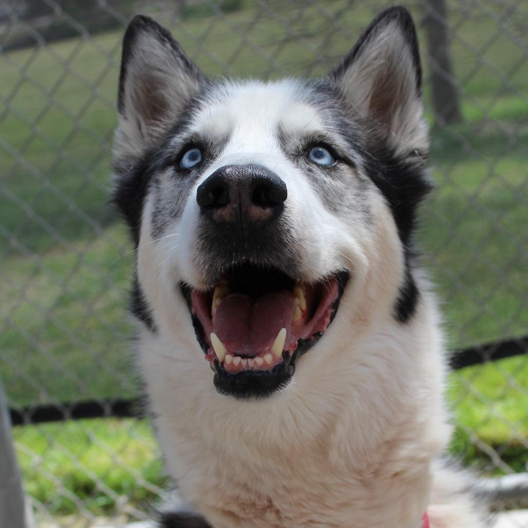 Enlarge Boss, a Adoptable Husky in McPherson, KS image 4/6
