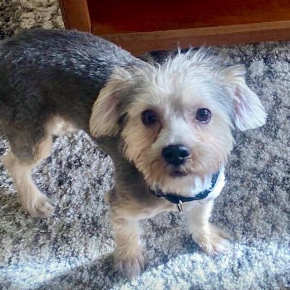 Bo - Easy 13 lb Yorkie Mix, a ADOPTABLE mixed breed in Tulsa, OK image 2/2