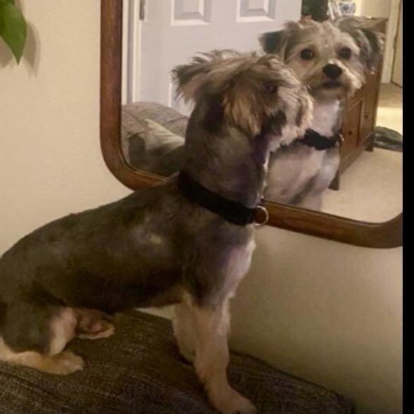Bo - Easy 13 lb Yorkie Mix, a ADOPTABLE mixed breed in Tulsa, OK image 1/2