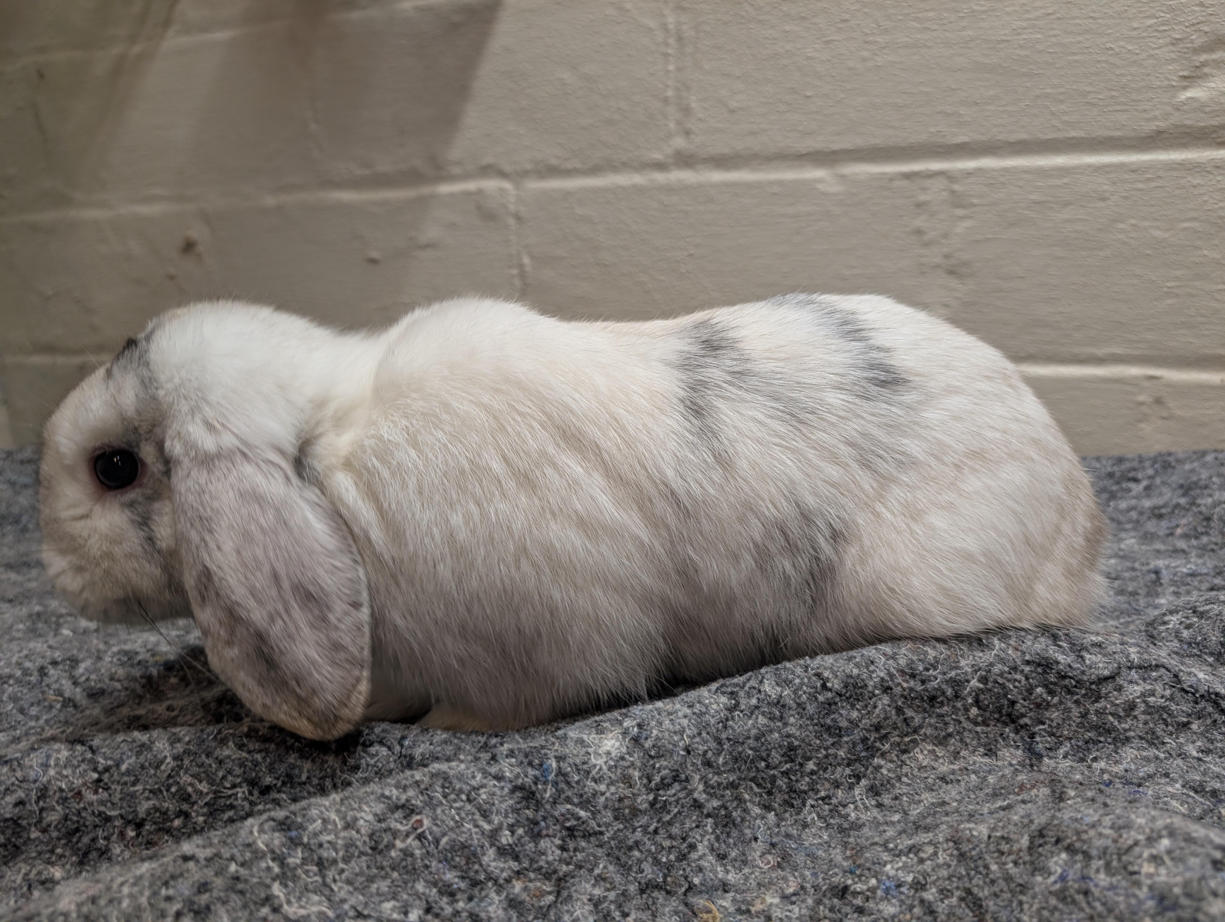 Enlarge Dill, a ADOPTABLE Lop Eared in Canal Fulton, OH image 2/2