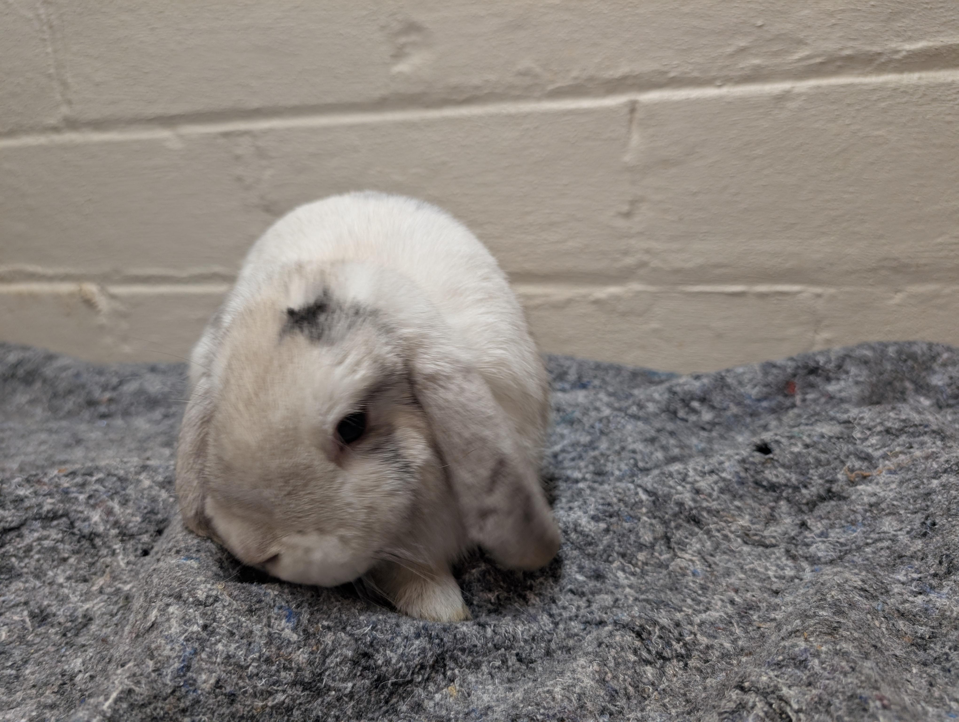 Enlarge Dill, a ADOPTABLE Lop Eared in Canal Fulton, OH image 1/2