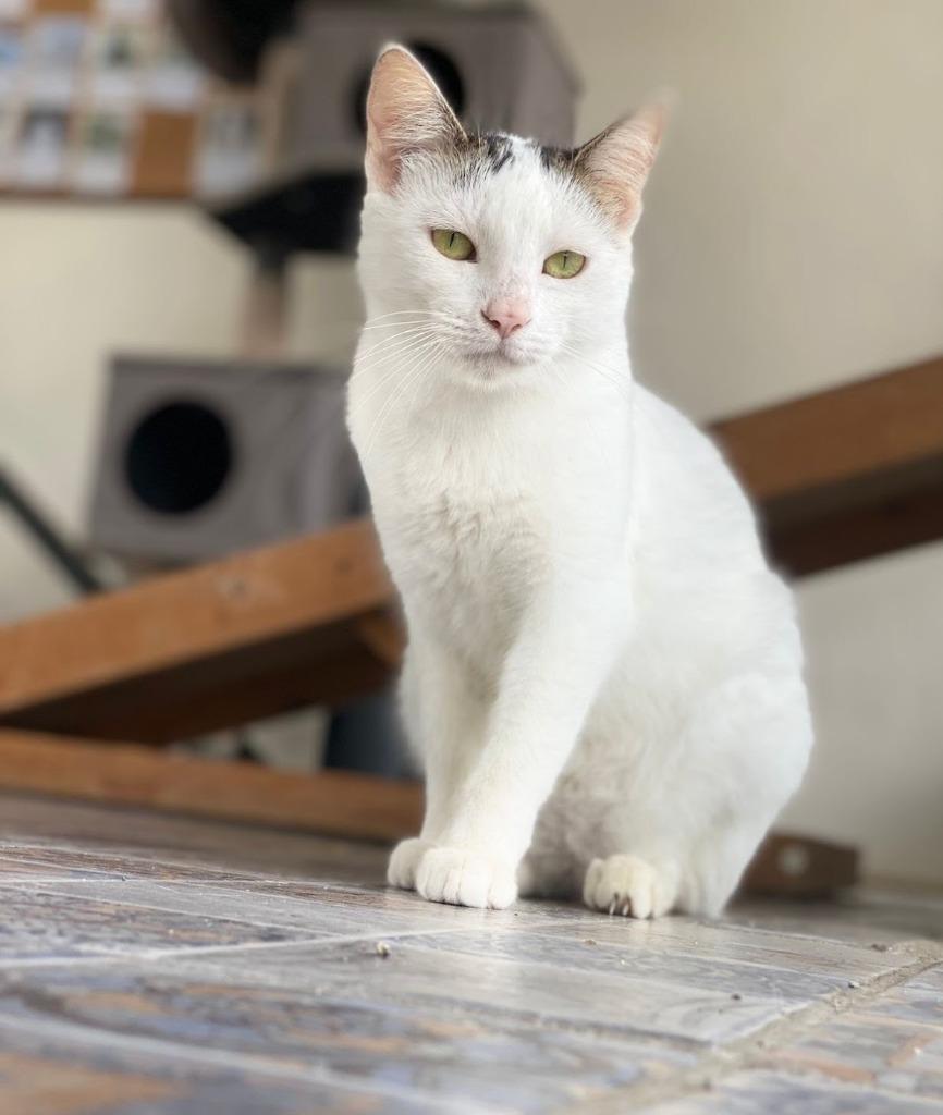 Enlarge Quinn, a Adoptable Calico in Corral del Risco, NAY image 2/4