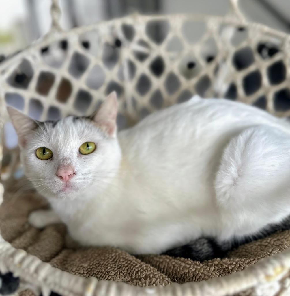 Enlarge Quinn, a Adoptable Calico in Corral del Risco, NAY image 3/4