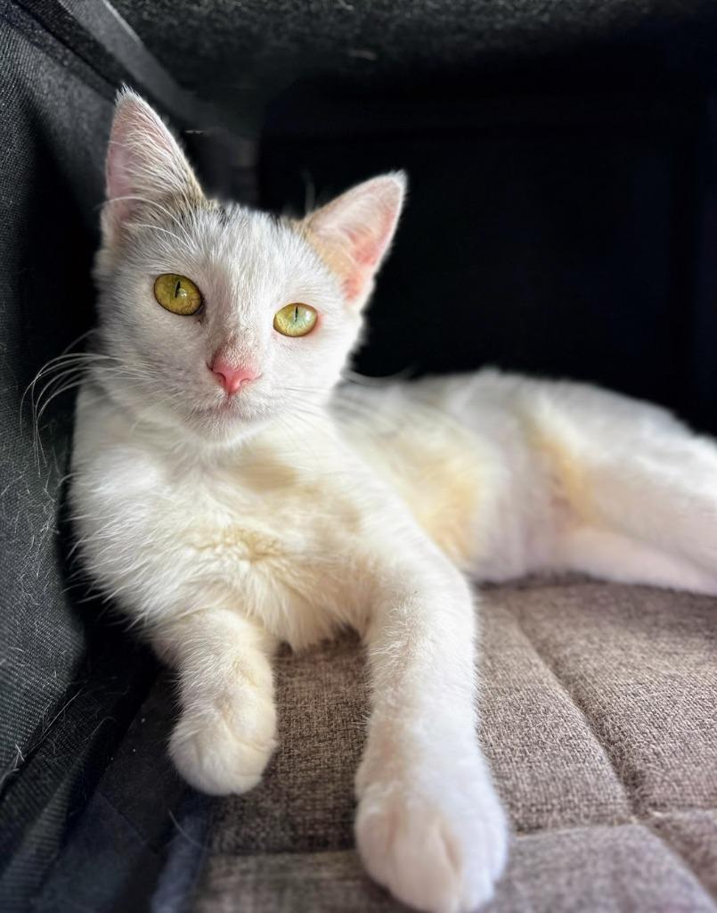 Enlarge Quinn, a Adoptable Calico in Corral del Risco, NAY image 1/4