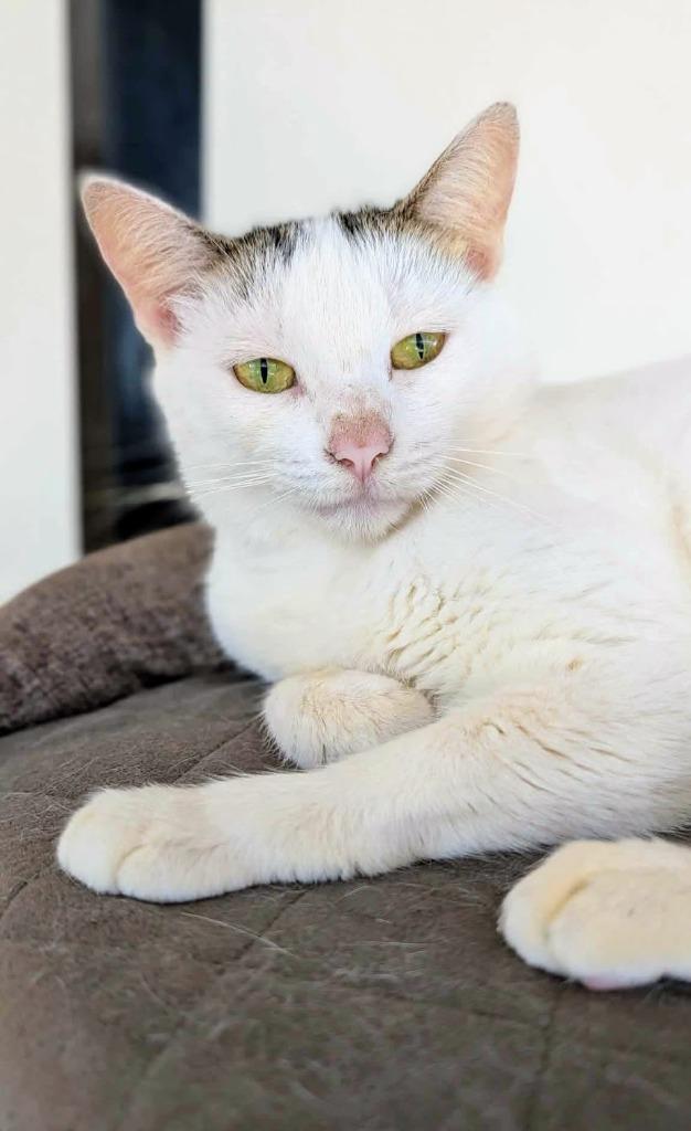 Enlarge Quinn, a Adoptable Calico in Corral del Risco, NAY image 4/4