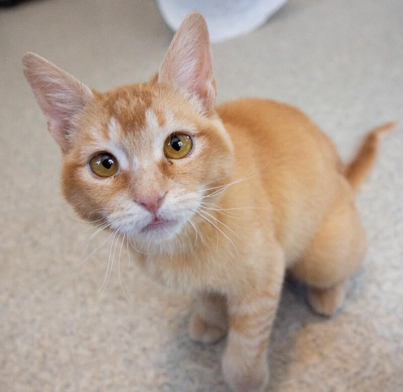 Nya(thera), Adoptable, Young Female Domestic Short Hair.