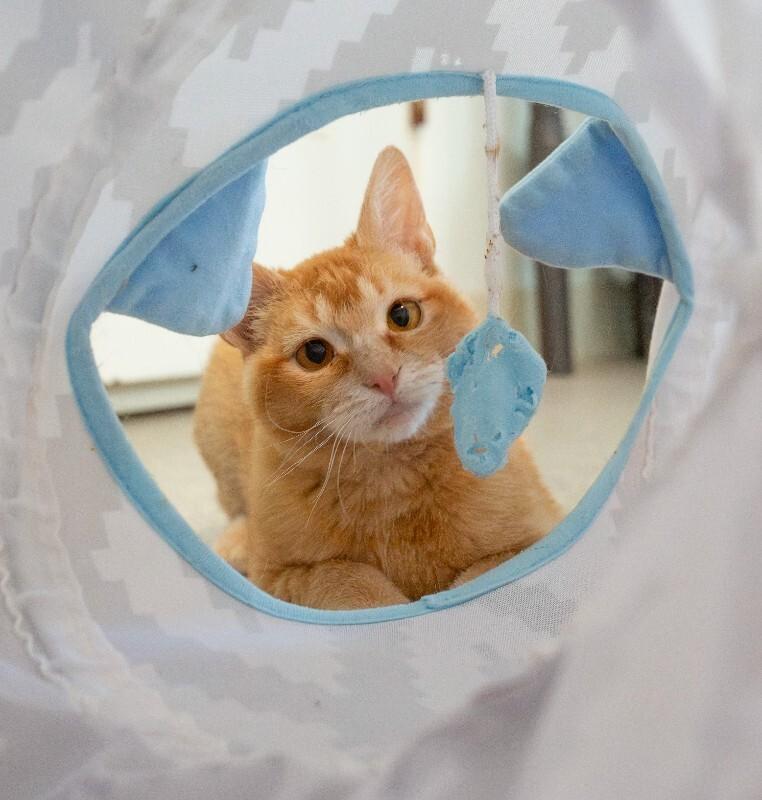 Enlarge Nya(thera), a Adoptable Domestic Short Hair in Arlington, WA image 2/6