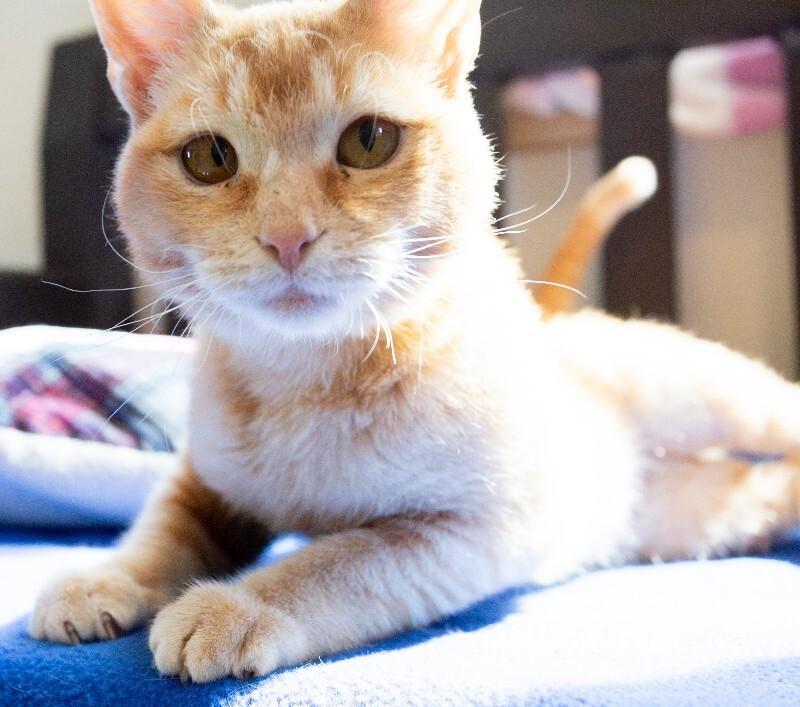 Enlarge Nya(thera), a Adoptable Domestic Short Hair in Arlington, WA image 3/6