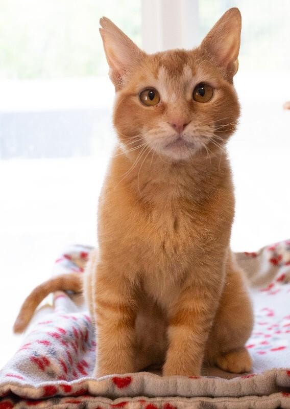 Enlarge Nya(thera), a Adoptable Domestic Short Hair in Arlington, WA image 4/6