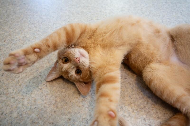 Enlarge Nya(thera), a Adoptable Domestic Short Hair in Arlington, WA image 5/6