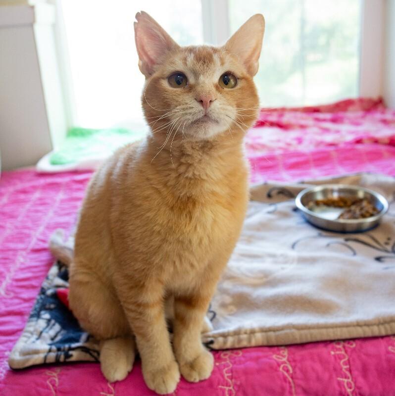 Enlarge Nya(thera), a Adoptable Domestic Short Hair in Arlington, WA image 6/6