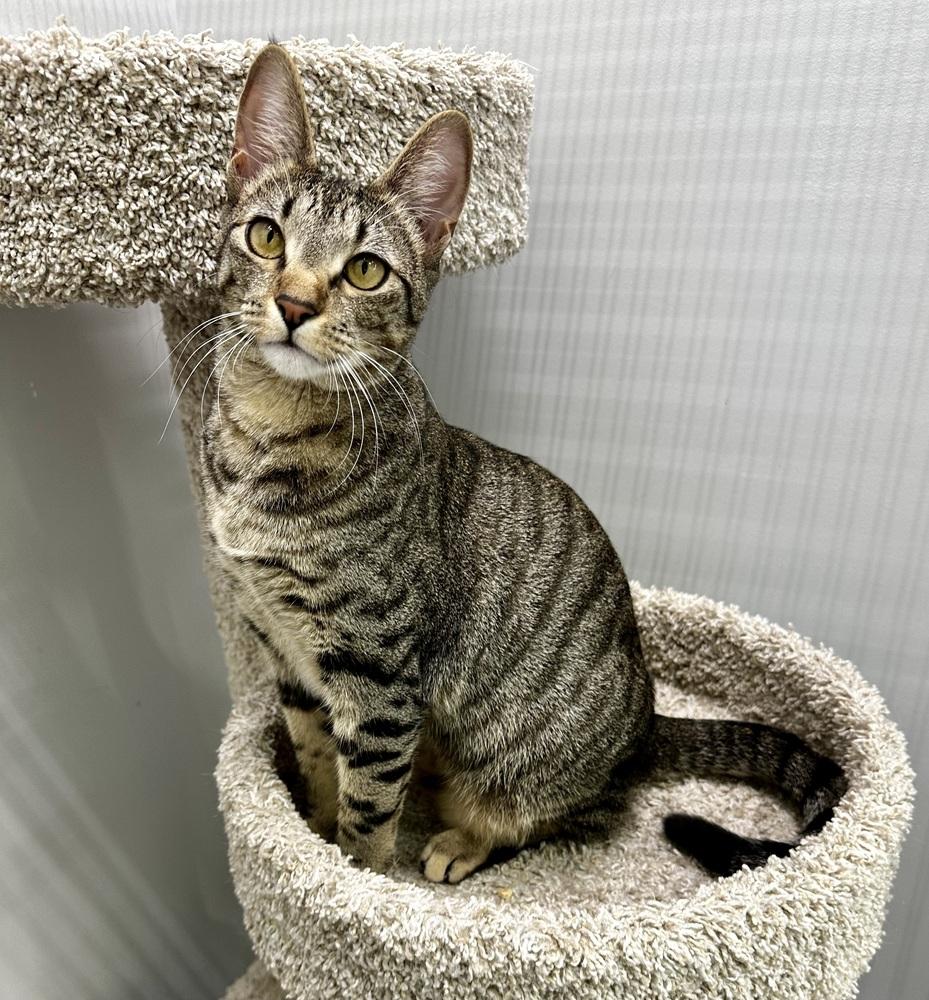 Gumball, Adoptable, Young Male Domestic Short Hair.