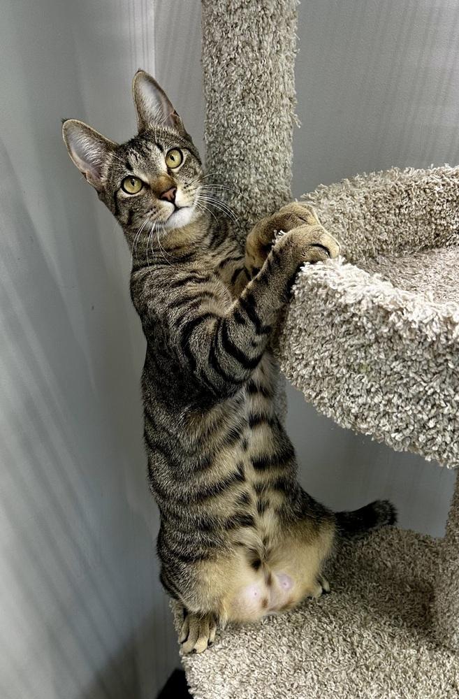 Enlarge Gumball, a Adoptable Domestic Short Hair in Wellington, FL image 2/6