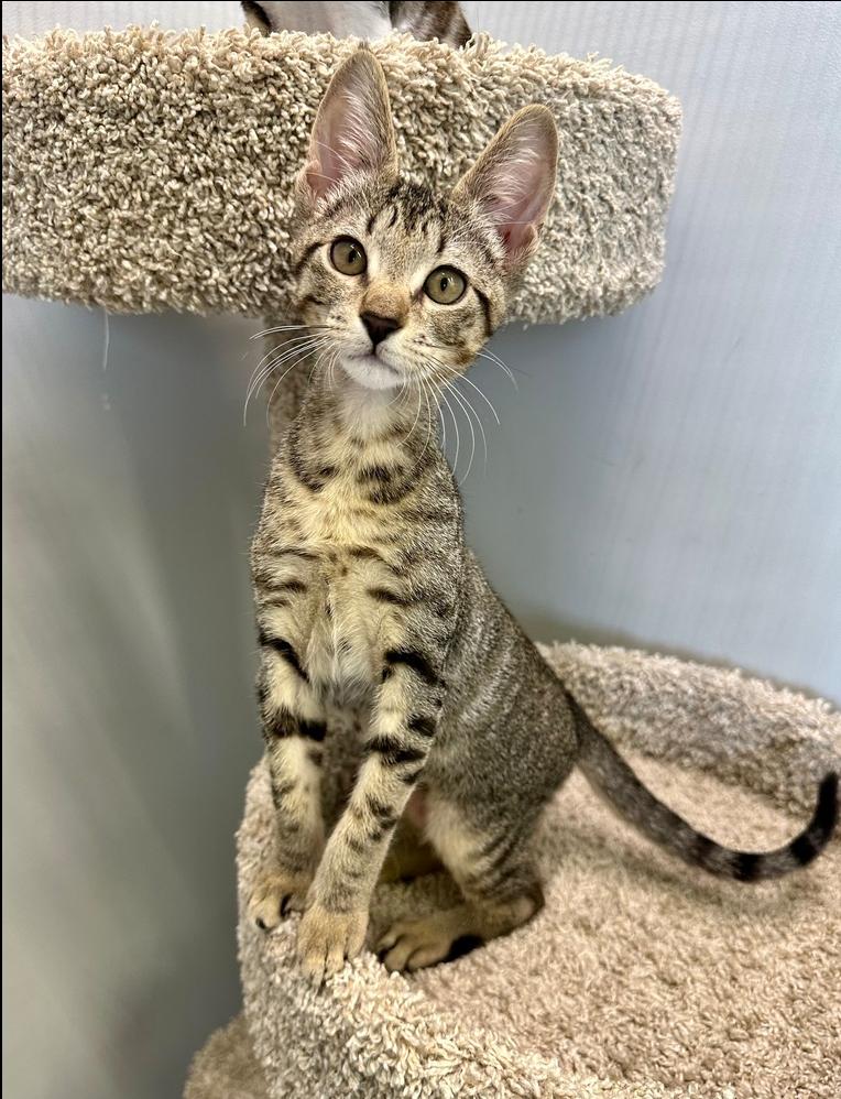 Enlarge Gumball, a Adoptable Domestic Short Hair in Wellington, FL image 2/4