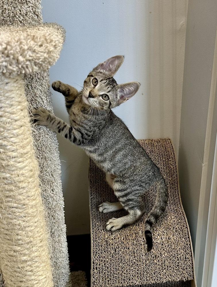 Enlarge Gumball, a Adoptable Domestic Short Hair in Wellington, FL image 4/4