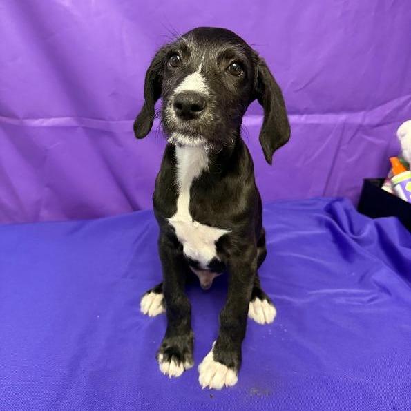 Chadwick, Adoptable, Puppy Male Pit Bull Terrier & Mixed Breed.