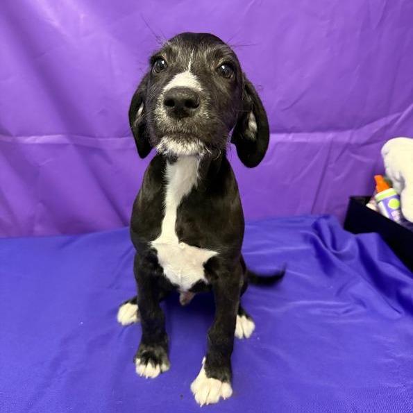 Chadwick, a Adoptable mixed breed in North Myrtle Beach, SC image 2/4