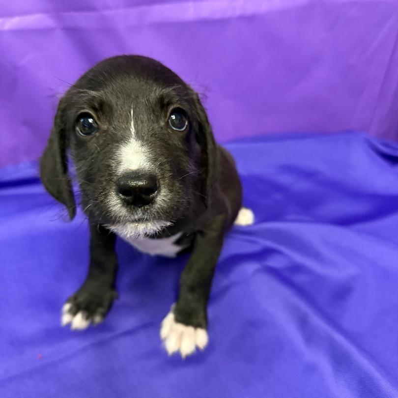Chadwick, a Adoptable mixed breed in North Myrtle Beach, SC image 3/4