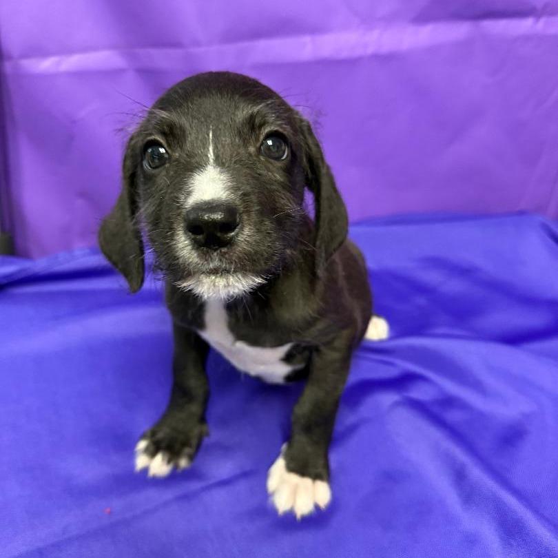 Chadwick, a Adoptable mixed breed in North Myrtle Beach, SC image 4/4