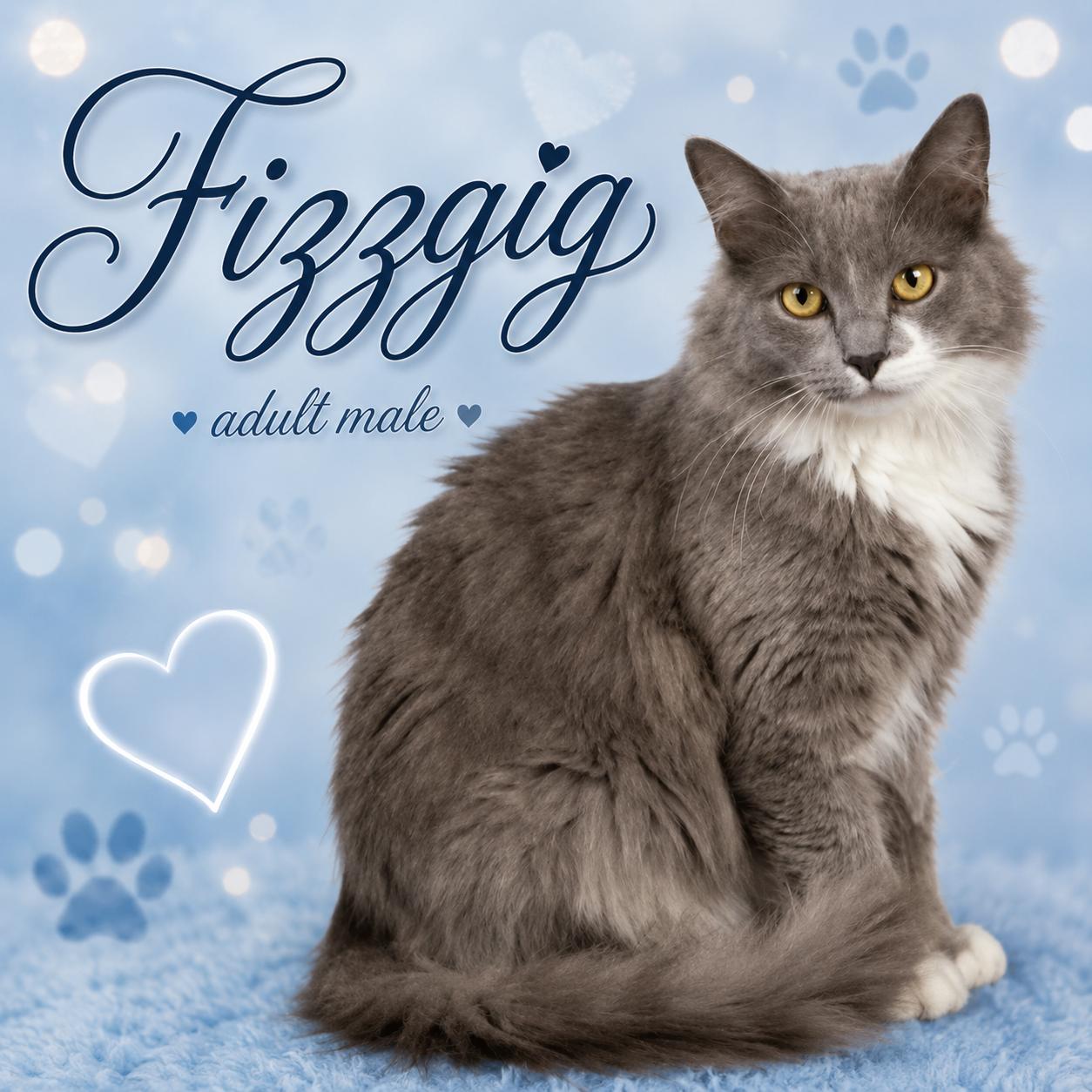FIZZGIG, adopted, Adult Male Domestic Long Hair.