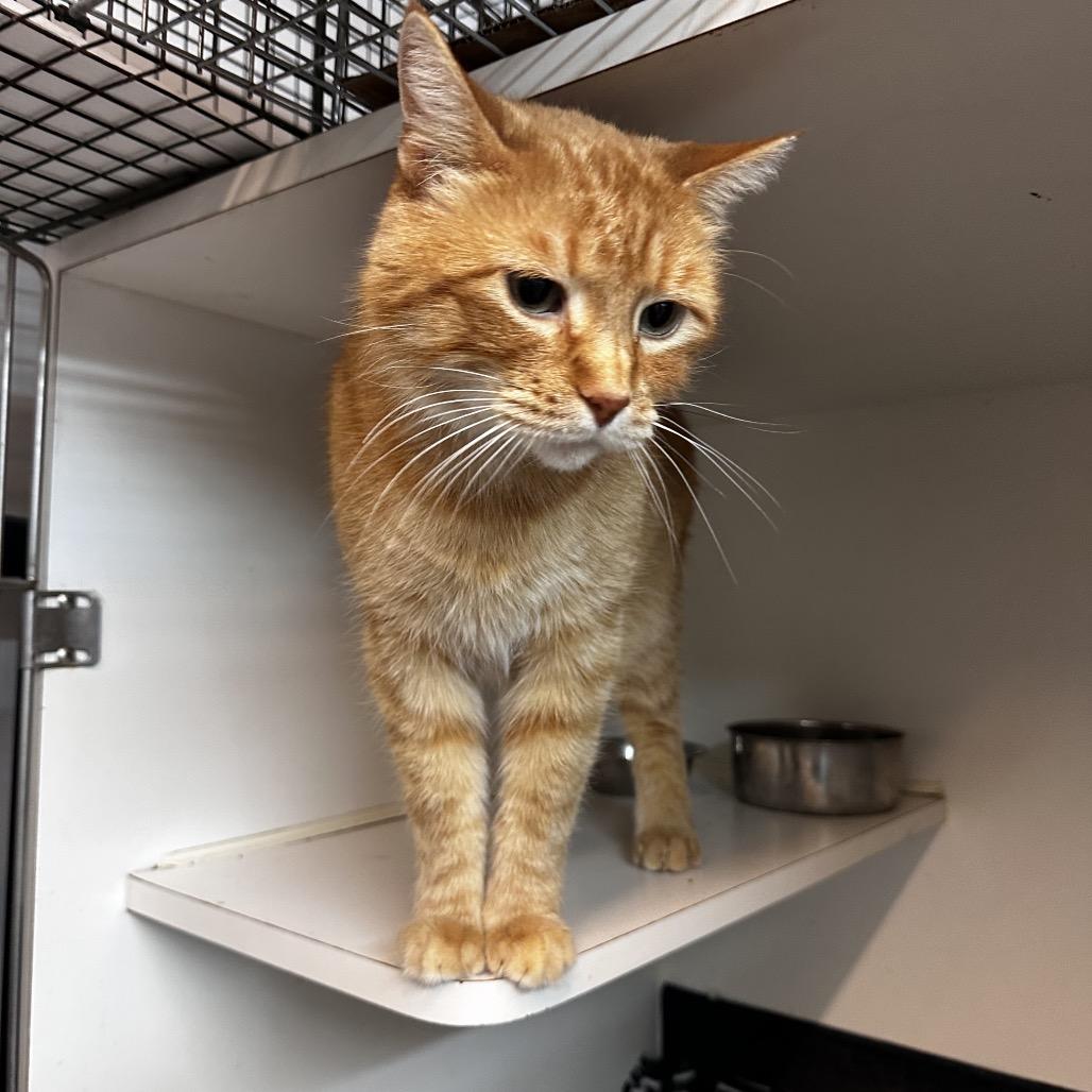 Enlarge BobCat, a Adoptable mixed breed in Pleasant Hill, MO image 1/1