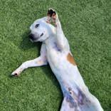 Romeo, a ADOPTABLE mixed breed in Commerce, TX image 2/3