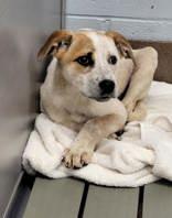 Romeo, a ADOPTABLE mixed breed in Commerce, TX image 3/3