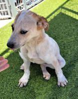 Romeo, a ADOPTABLE mixed breed in Commerce, TX image 1/3