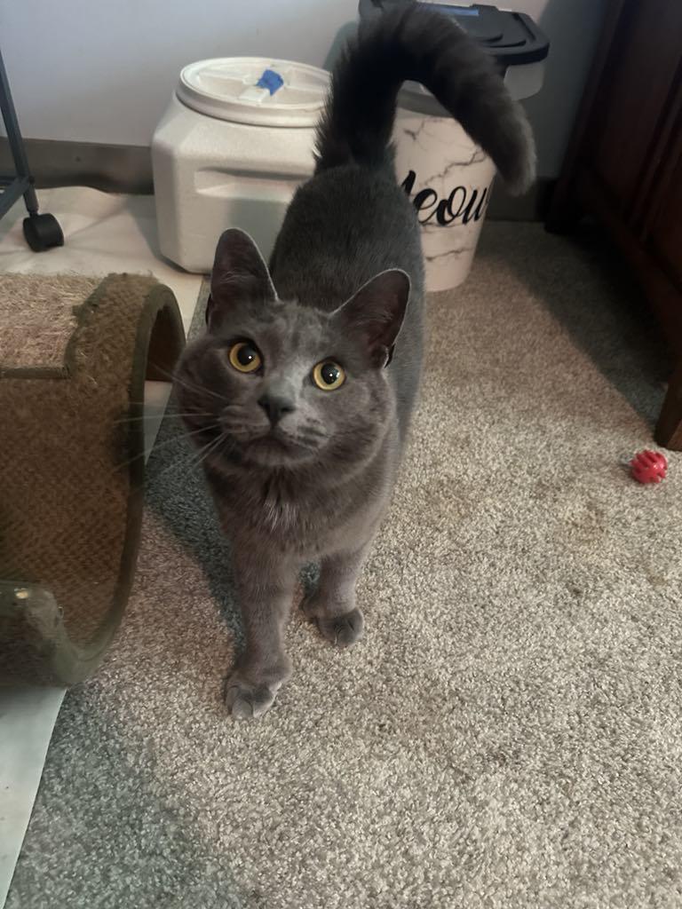 Meatball, a Adopted mixed breed in Cincinnati, OH image 1/3