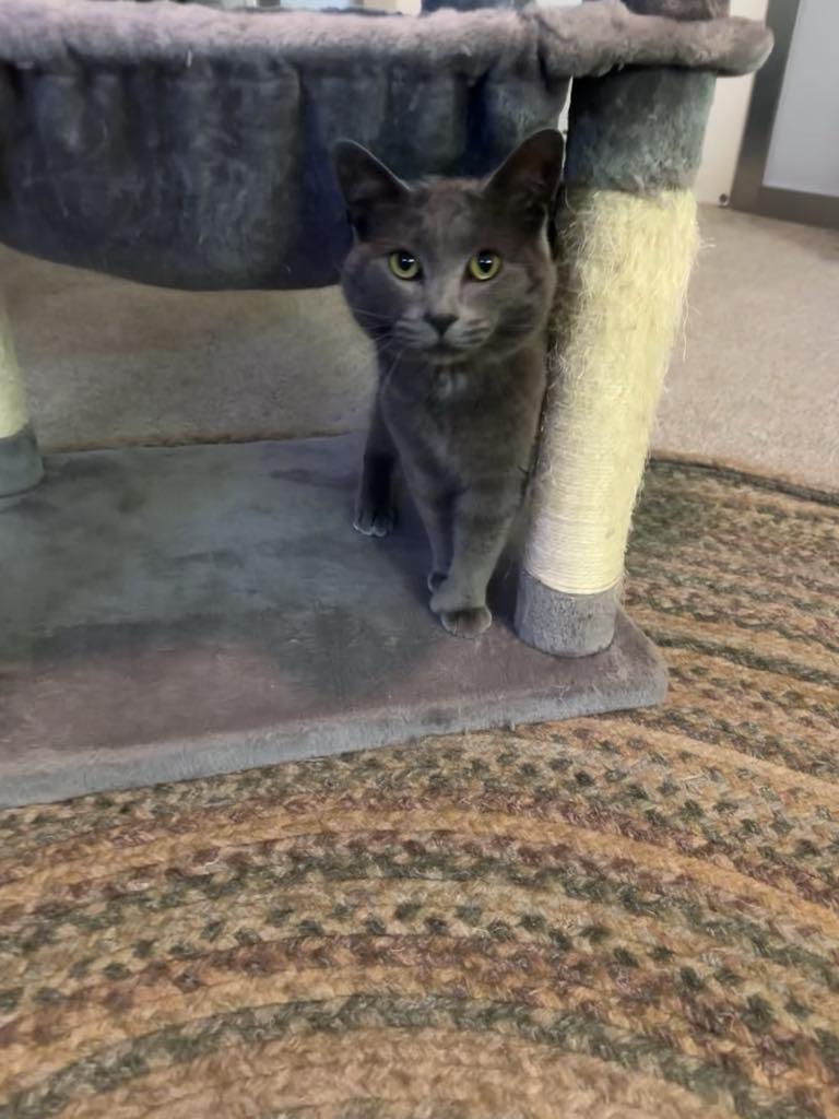 Meatball, a Adopted mixed breed in Cincinnati, OH image 2/3