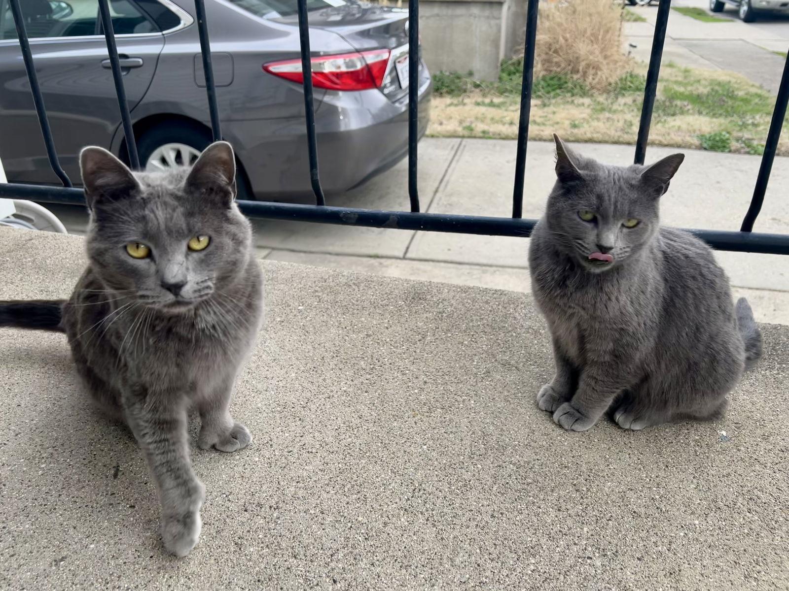 Meatball, a Adopted mixed breed in Cincinnati, OH image 3/3