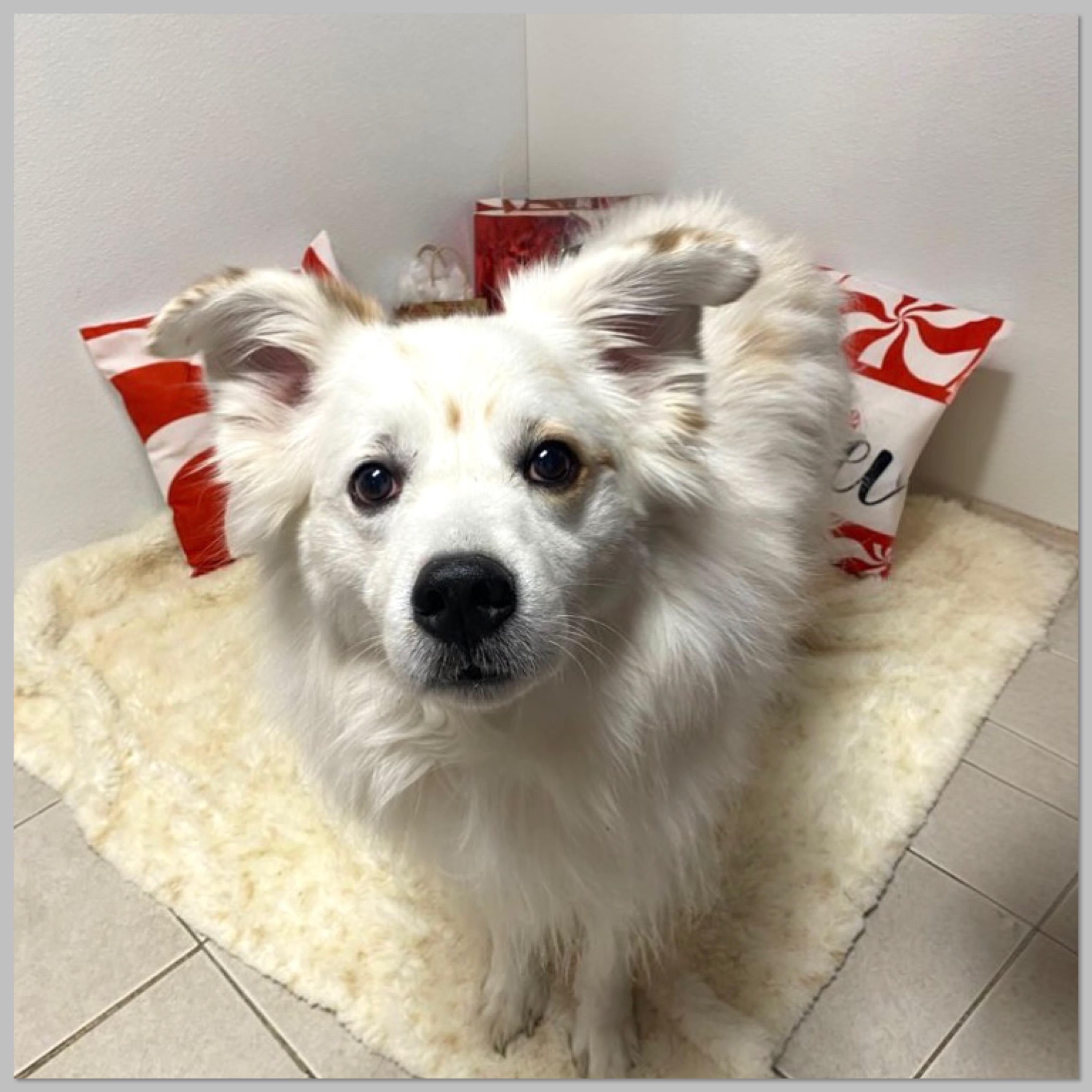 Coco, Adoptable, Senior Male American Eskimo Dog.