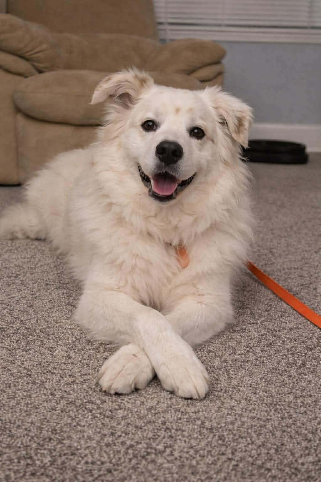 Coco , adoptable, Senior Male American Eskimo Dog.