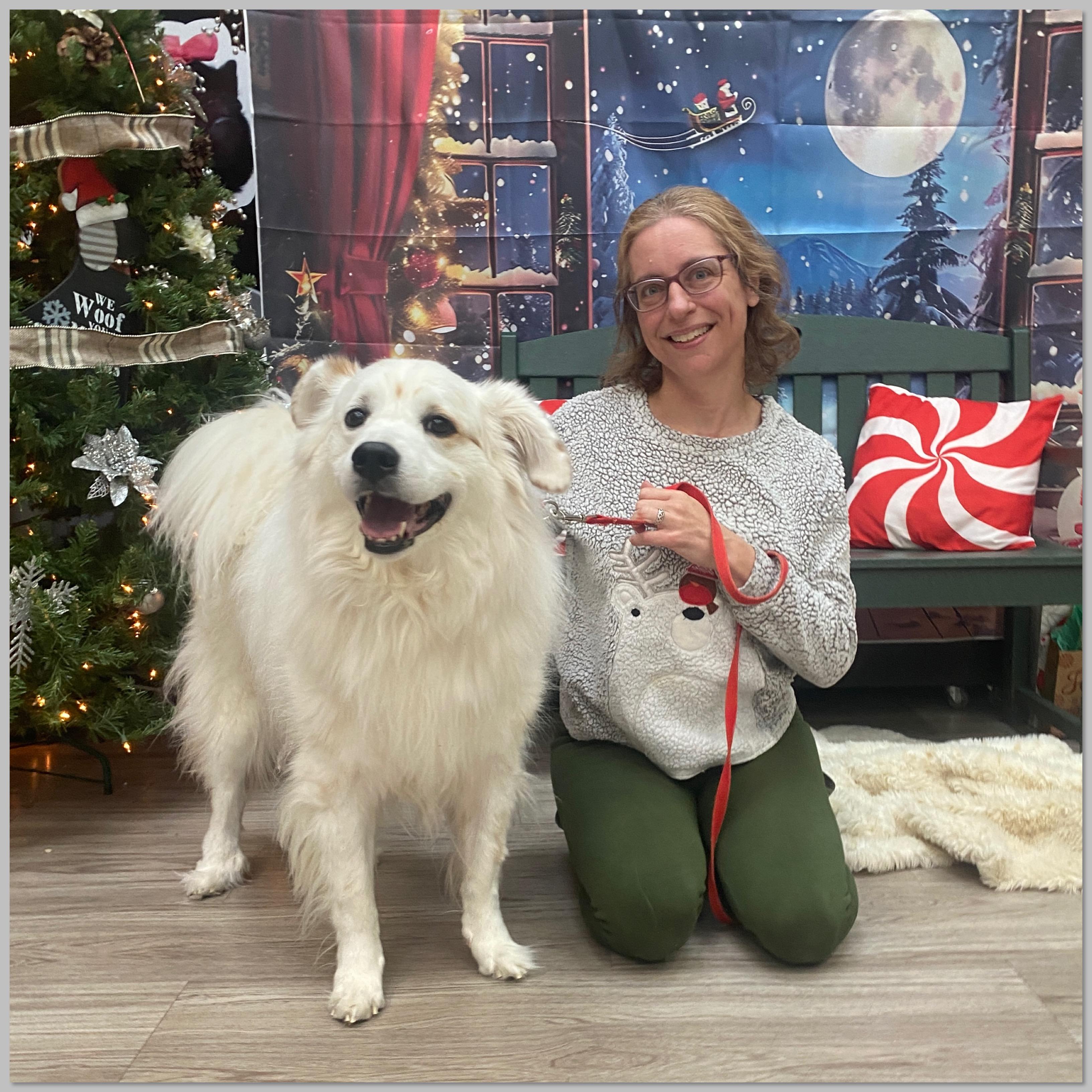 Coco, Adoptable, Senior Male American Eskimo Dog.