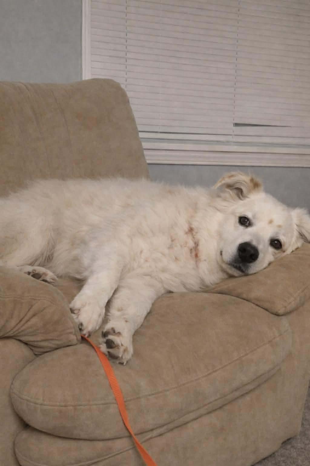 Enlarge Coco , an adopted mixed breed in Elyria, OH image 6/6