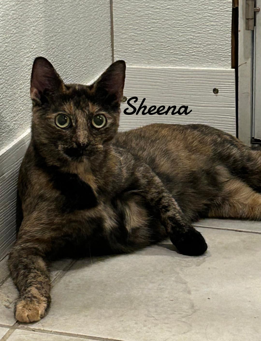 Enlarge Sheena, a Adoptable Tortoiseshell in Naugatuck, CT image 1/3