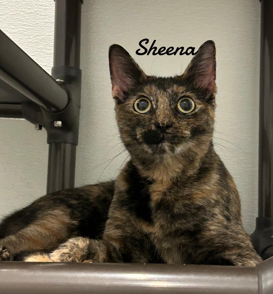Enlarge Sheena, a Adoptable Tortoiseshell in Naugatuck, CT image 2/3