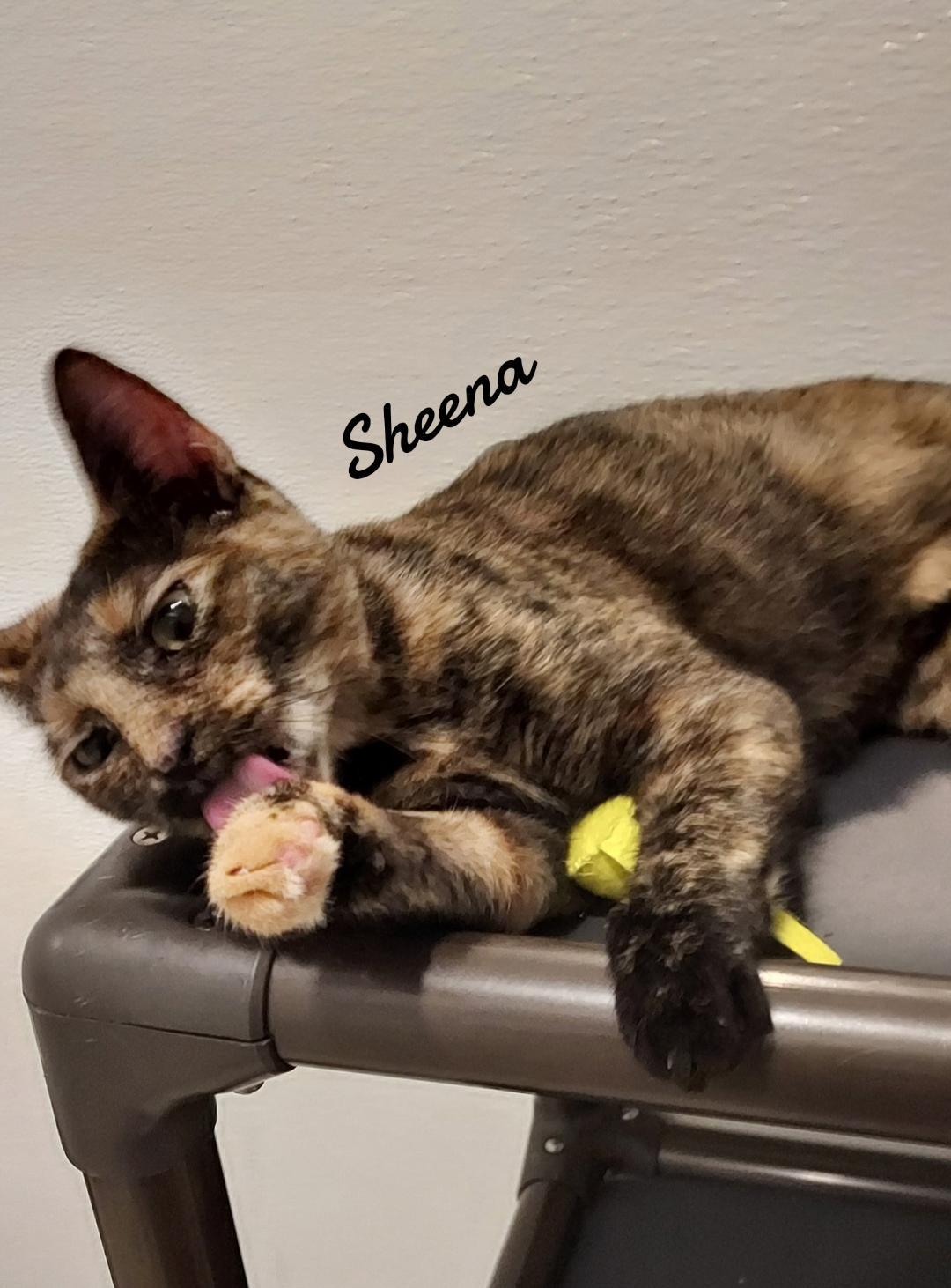 Enlarge Sheena, a Adoptable Tortoiseshell in Naugatuck, CT image 3/3