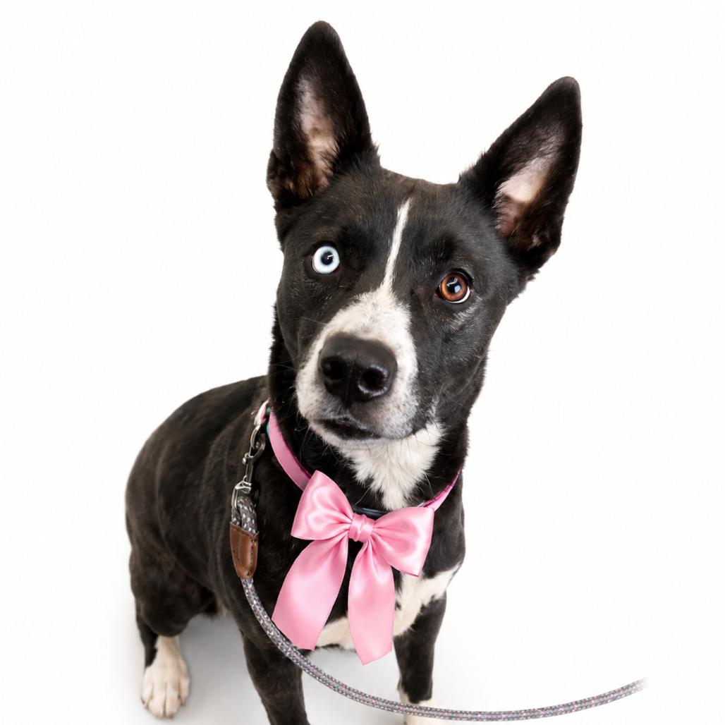 Enlarge Llama, a Adoptable Mixed Breed in Columbiana, AL image 1/1