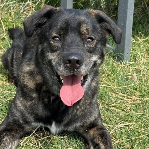 Enlarge Misu (ID 45661/1250), a Adoptable Mixed Breed in Manassas, VA image 1/3