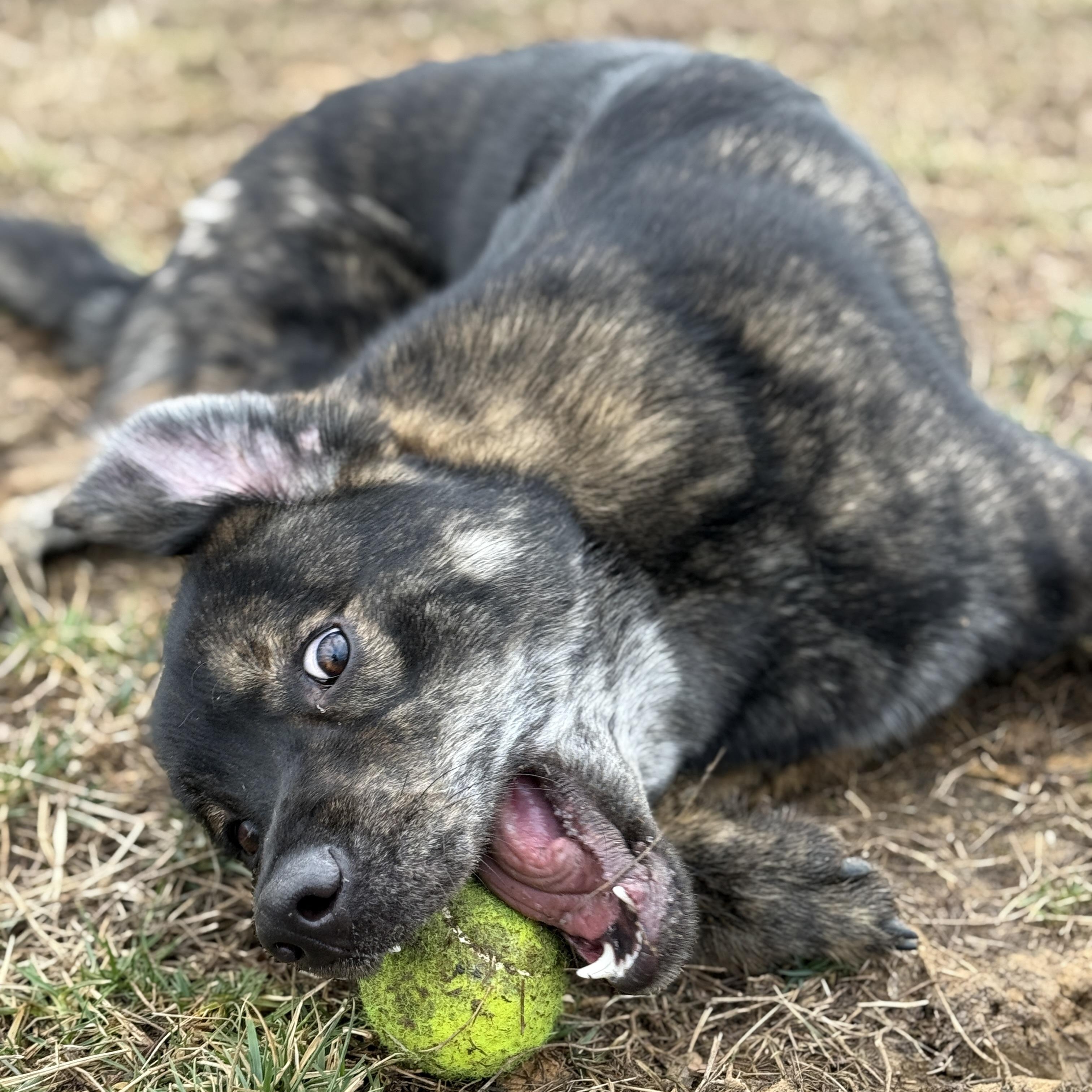 Enlarge Misu (ID 45661/1250), a Adoptable Mixed Breed in Manassas, VA image 3/3