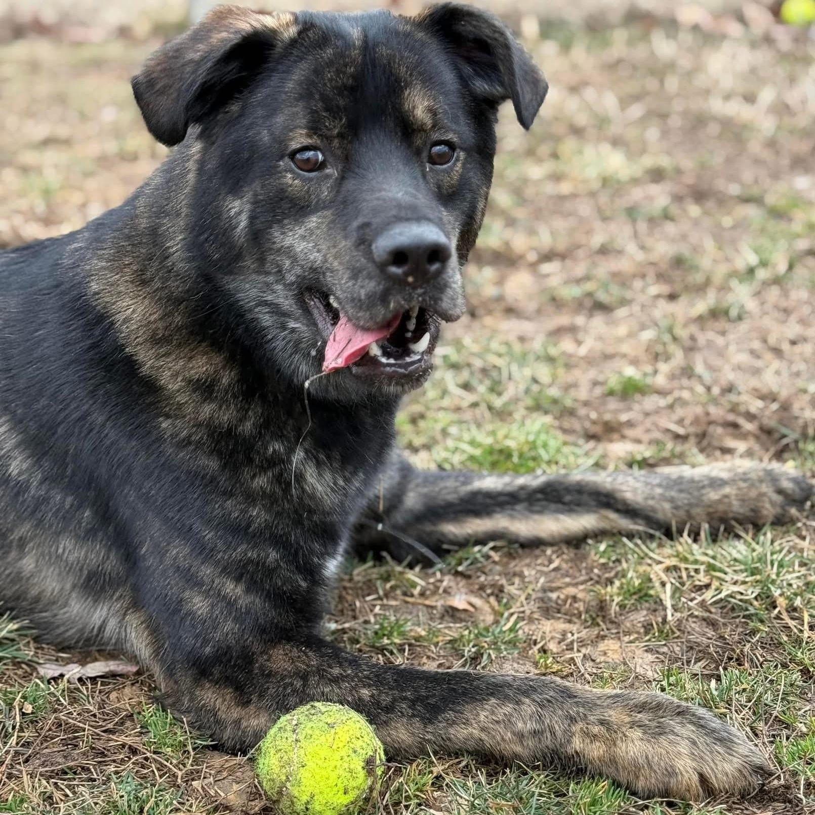 Enlarge Misu (ID 45661/1250), a Adoptable Mixed Breed in Manassas, VA image 2/3